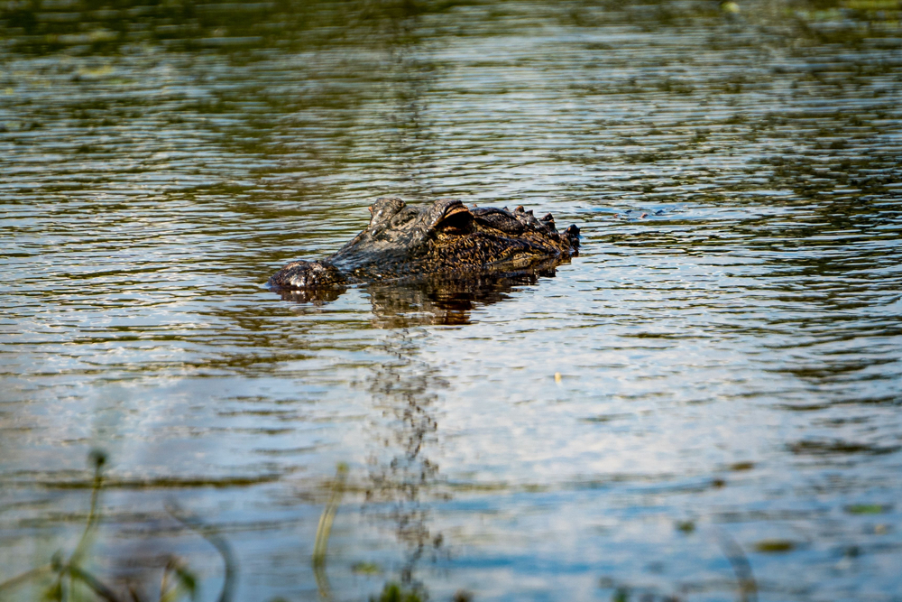 Are there alligators in Austin, Texas?